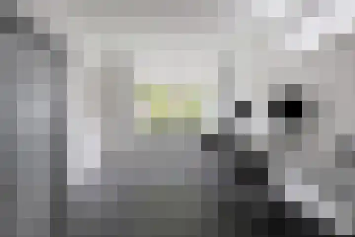 Breukkruid 2 Veenendaal thumbnail 27