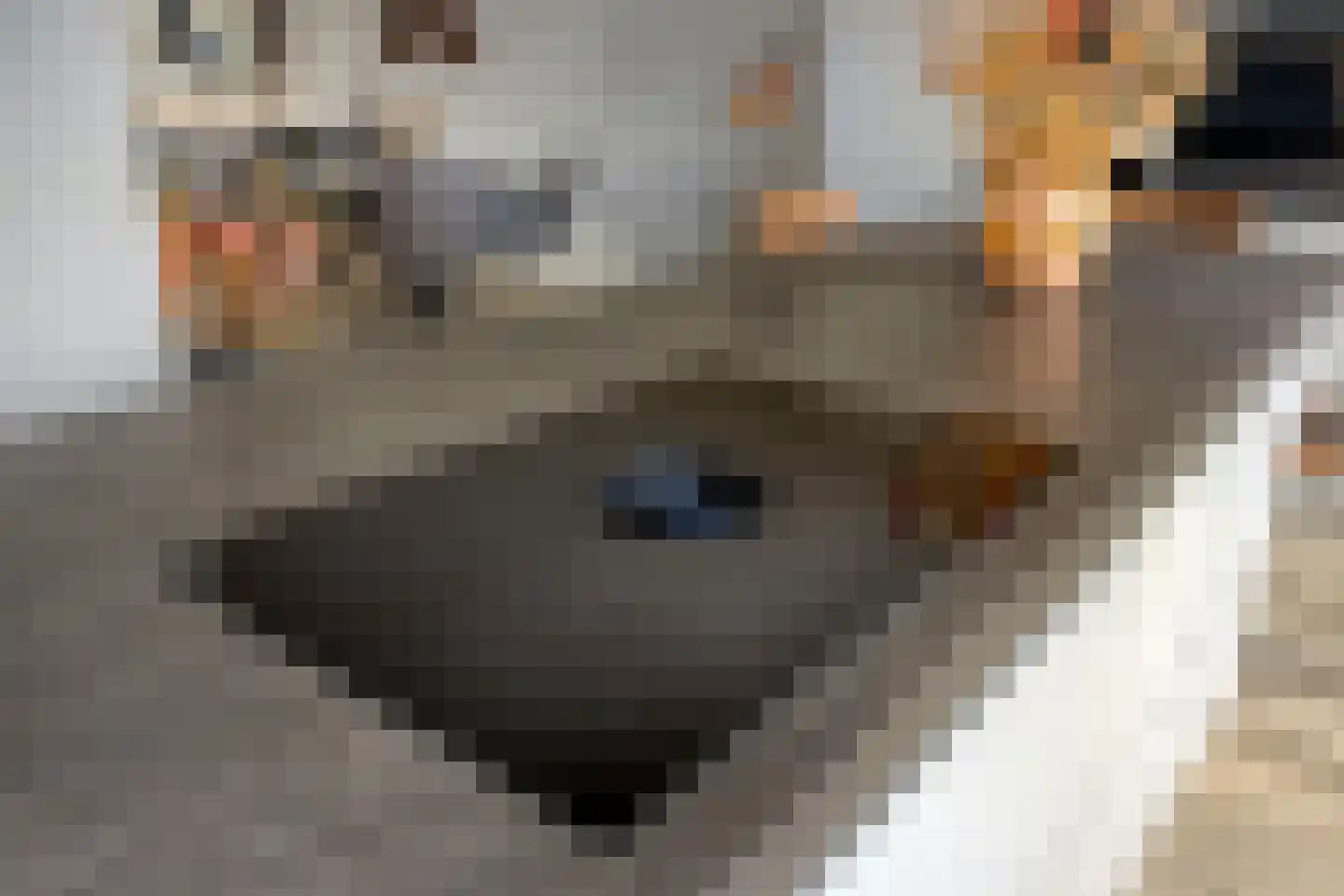 Breukkruid 5 Veenendaal thumbnail 15