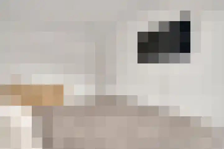 Bricolaruwe 19 Maastricht thumbnail 23