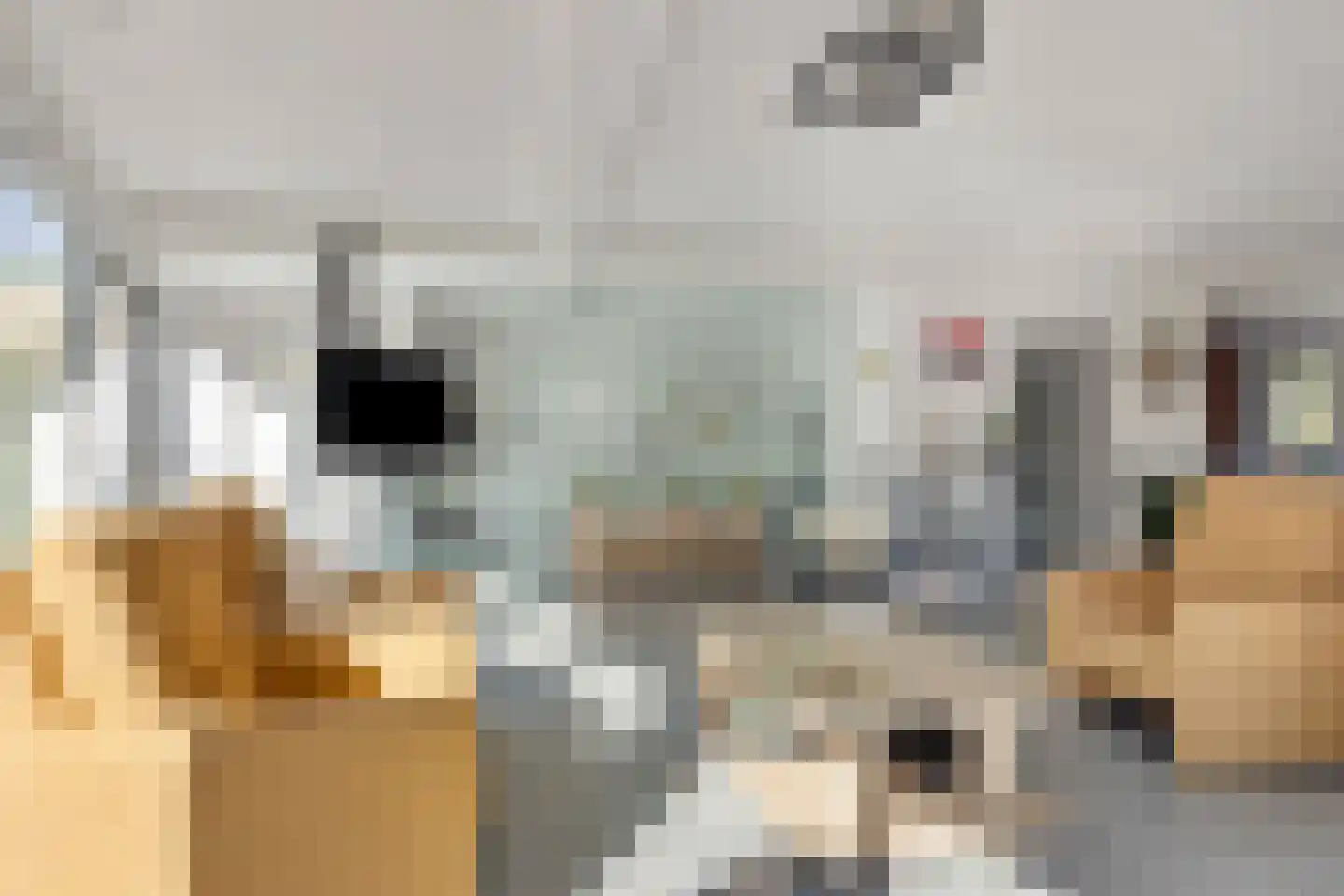 Brielsedreef 7 Prinsenbeek thumbnail 15
