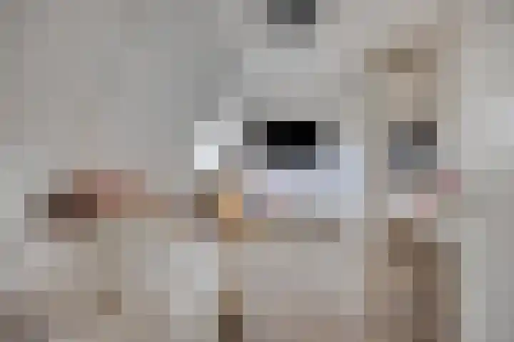 Brielsemeer 11 Zoetermeer thumbnail 43