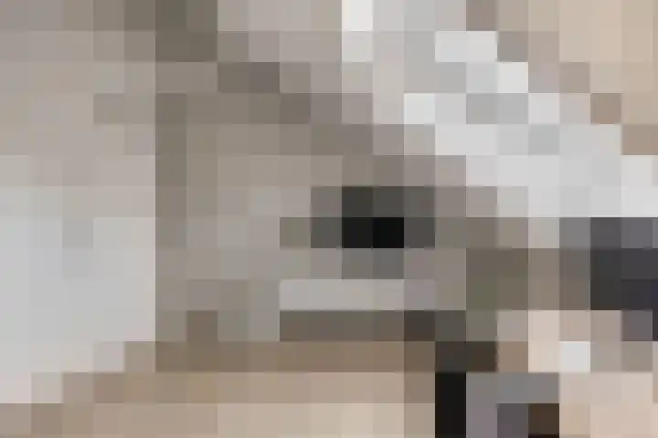 Brielsemeer 83 Zoetermeer thumbnail 36