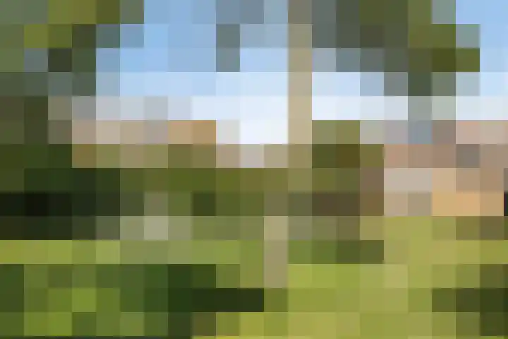 Bries 17 Noordwijk thumbnail 37