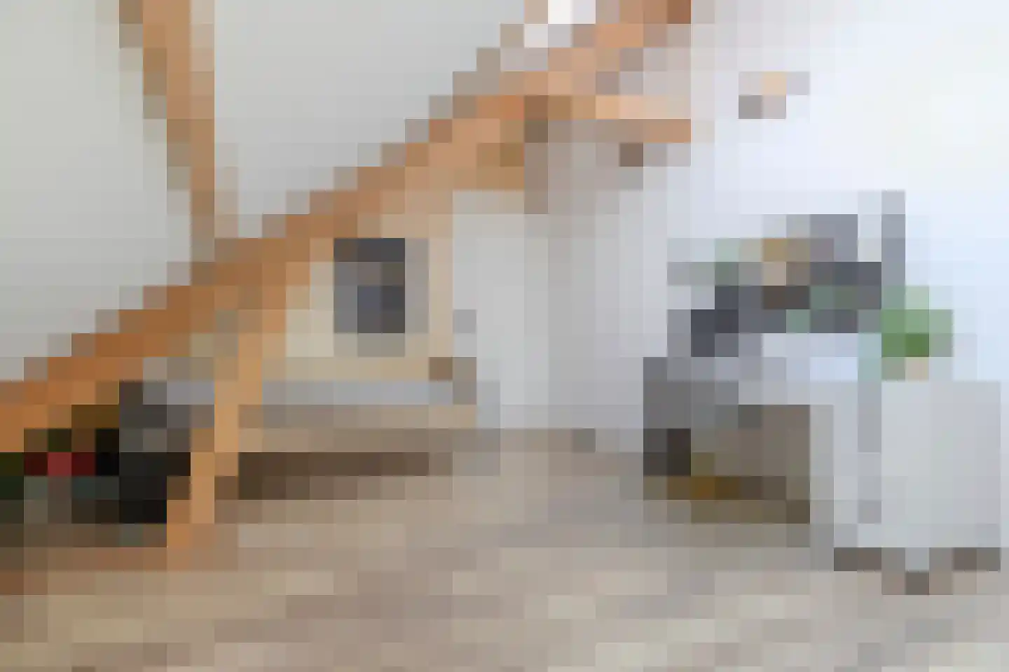 Brigidastraat 84 A Bavel thumbnail 38