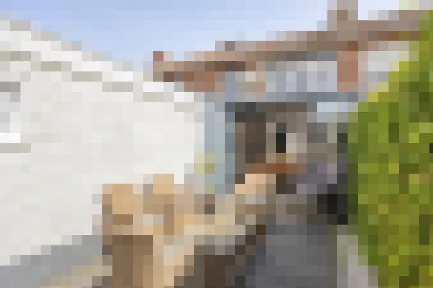 Brikkenstraat 30 Maasbracht thumbnail 40
