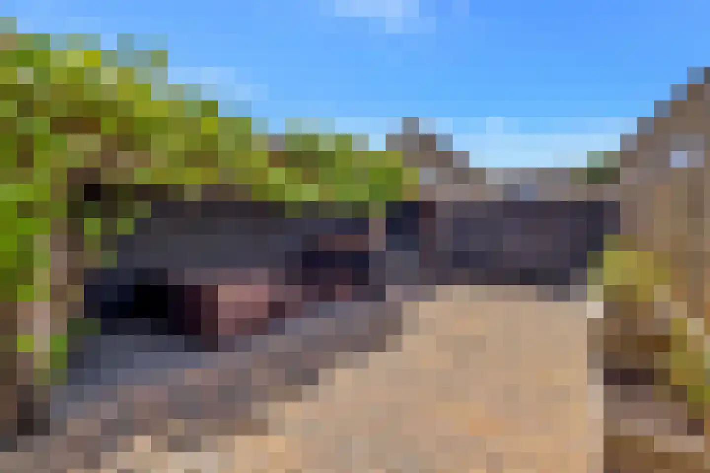 Brilbeer 44 Heerhugowaard thumbnail 5