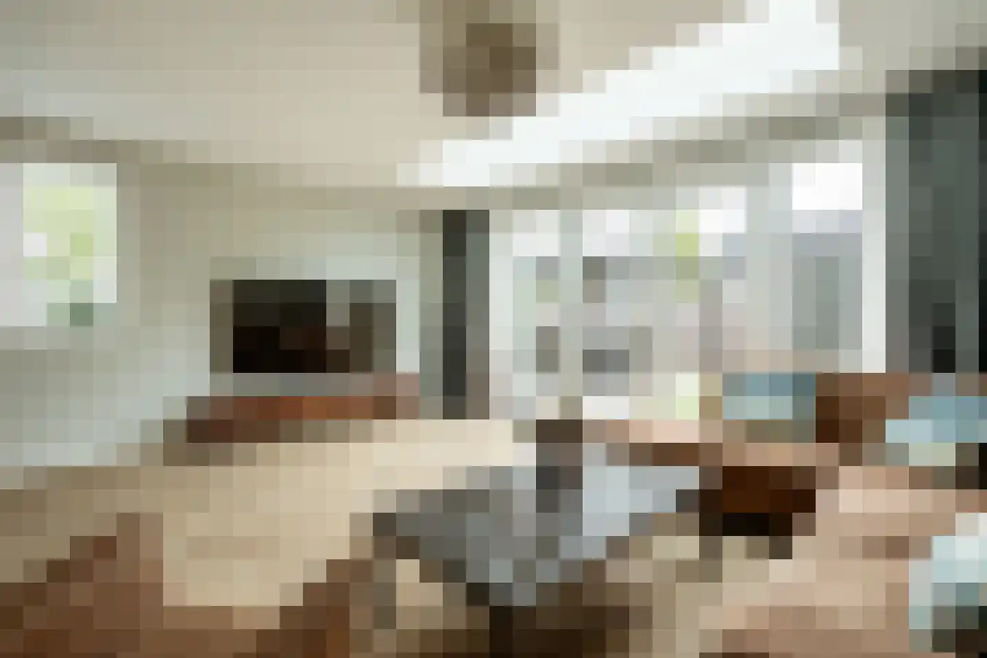 Brilduiker 8 Pijnacker thumbnail 13