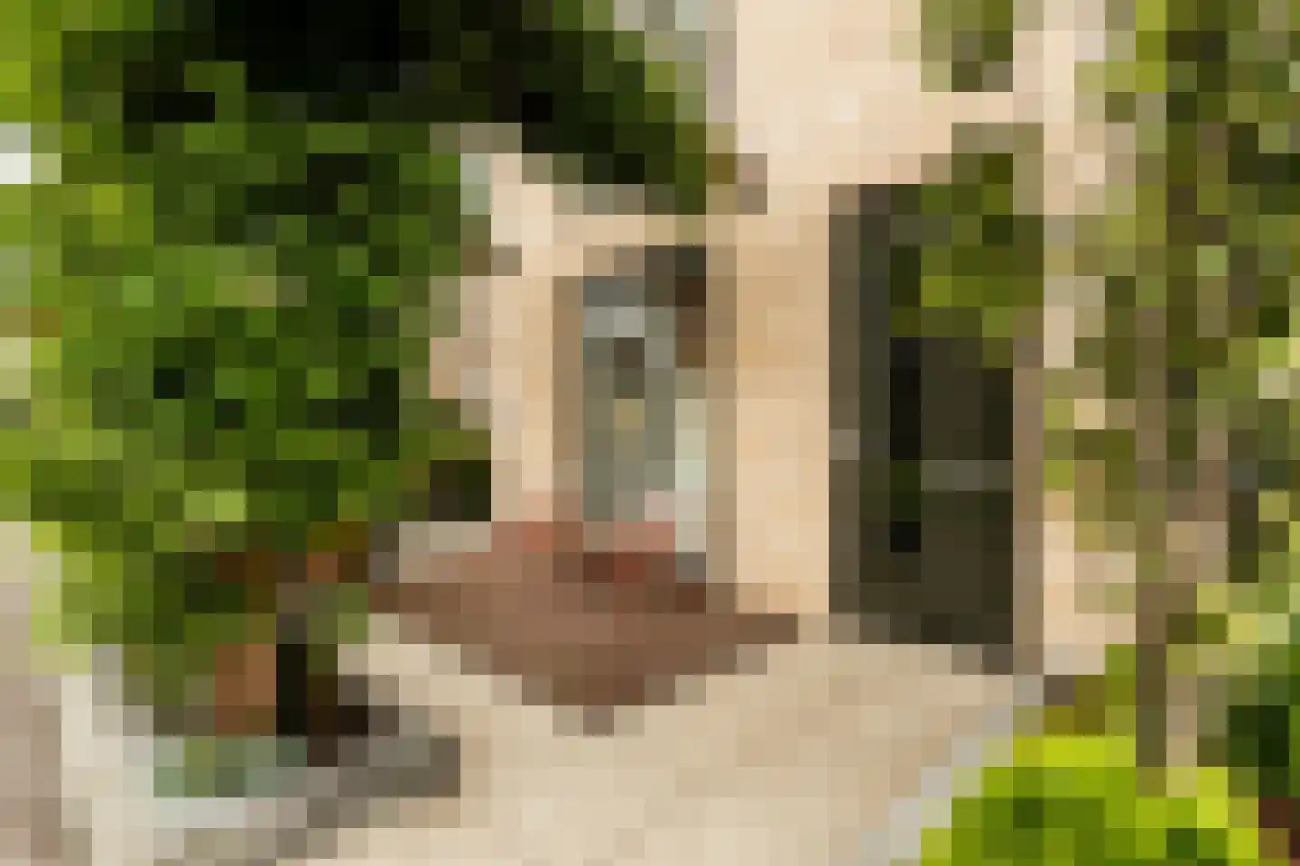 Brilduiker 8 Pijnacker thumbnail 37