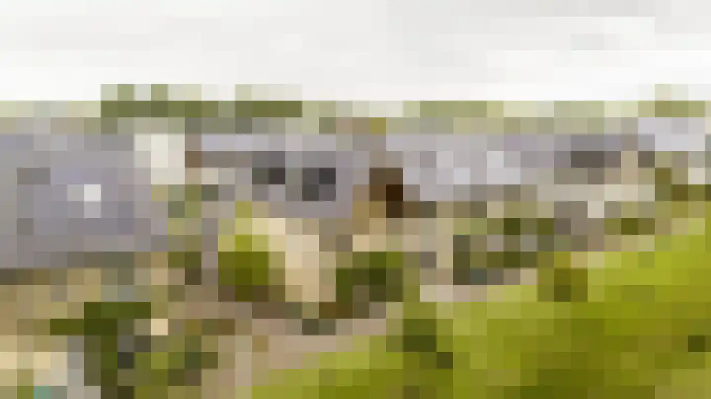 Brilduiker 8 Pijnacker thumbnail 41