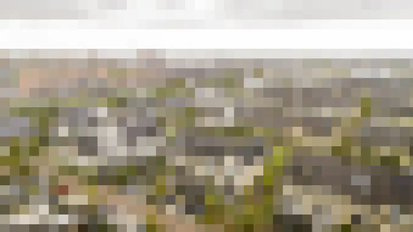 Brilduiker 8 Pijnacker thumbnail 42