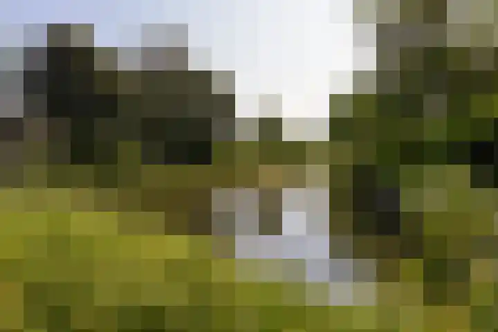 Briljant 40 Mijdrecht thumbnail 30
