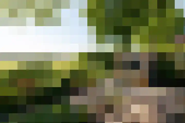 Brink 5 Haarzuilens thumbnail 15