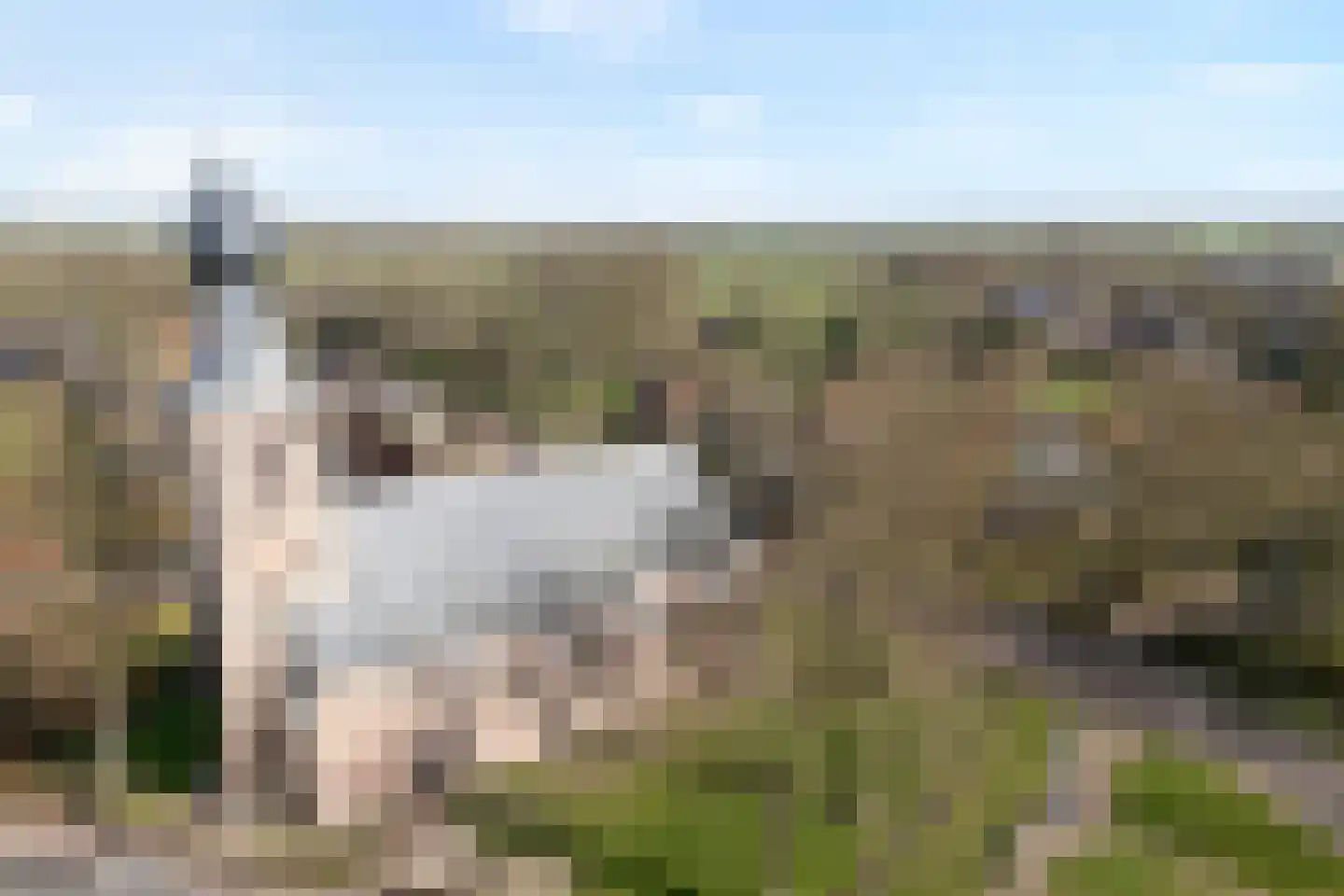 Brink 51 Dwingeloo thumbnail 79