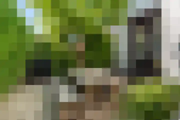 Brink van Kruimeltje 20 Pijnacker thumbnail 19