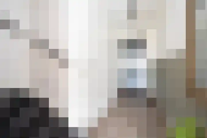 Brink van Swiebertje 4 Pijnacker thumbnail 4