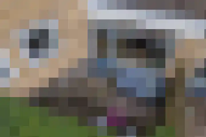 Brinklaan 333 Bussum thumbnail 18