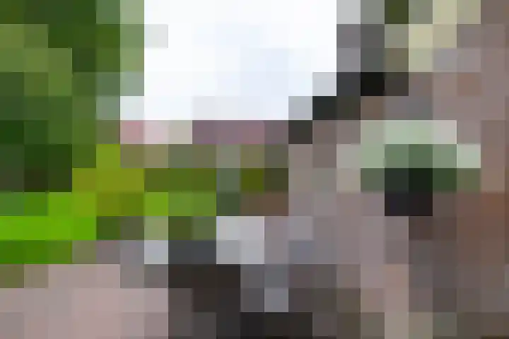 Brinkstraat 1 Vries thumbnail 13