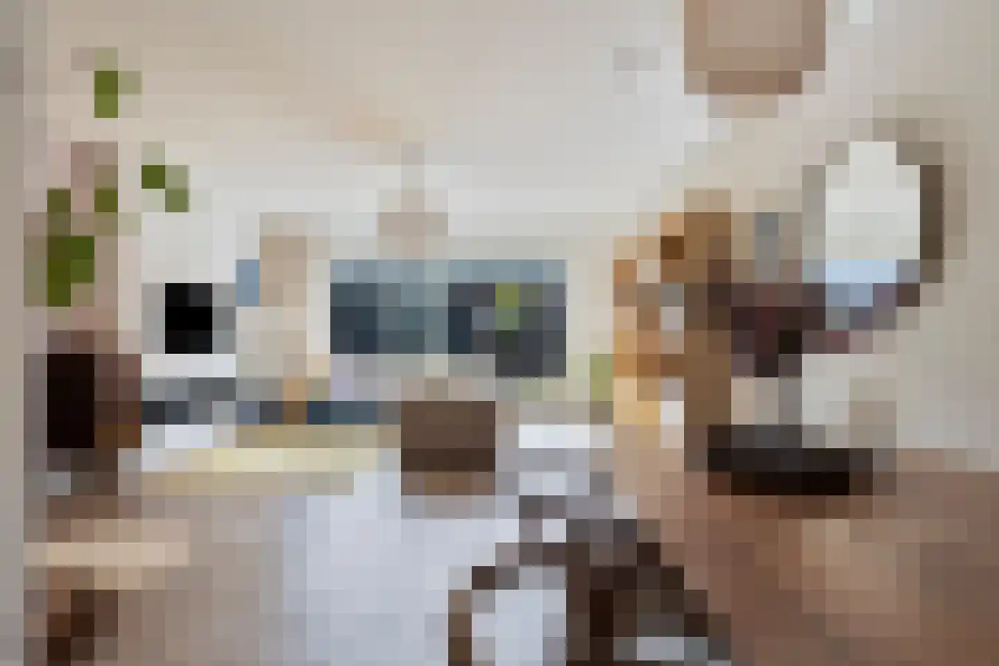 Broederwal 213 Helmond thumbnail 17