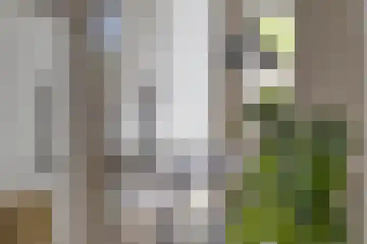 Broederweg 33 Kampen thumbnail 8