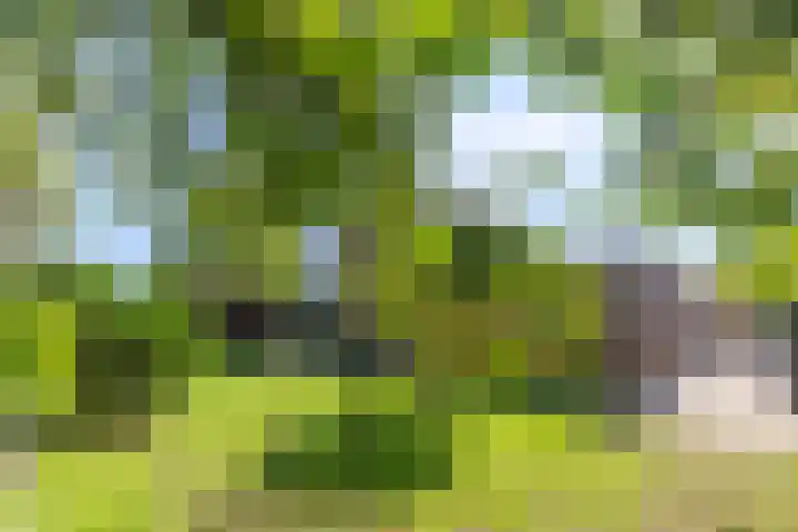 Broek 5 Holthees thumbnail 20
