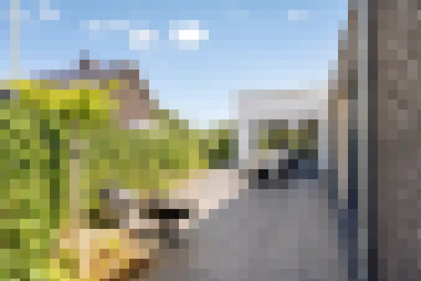 Broekbeemden 71 Heel thumbnail 36