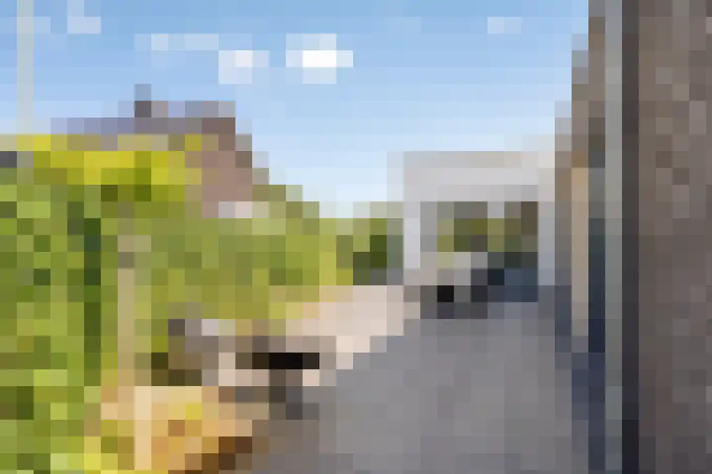Broekbeemden 71 Heel thumbnail 4