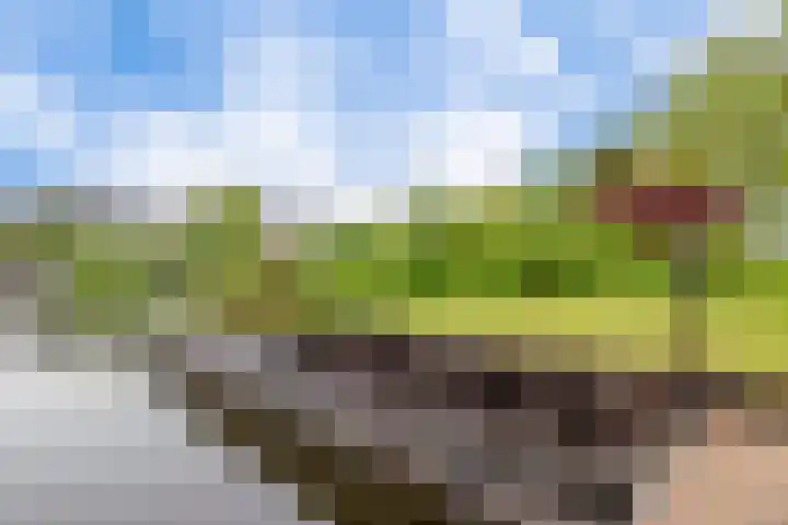 Broekfinne 121 De Wilgen thumbnail 52