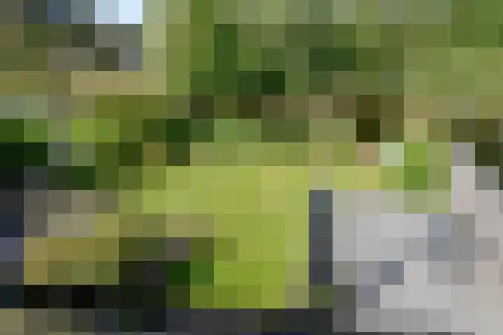 Broekfinne 155 De Wilgen thumbnail 43