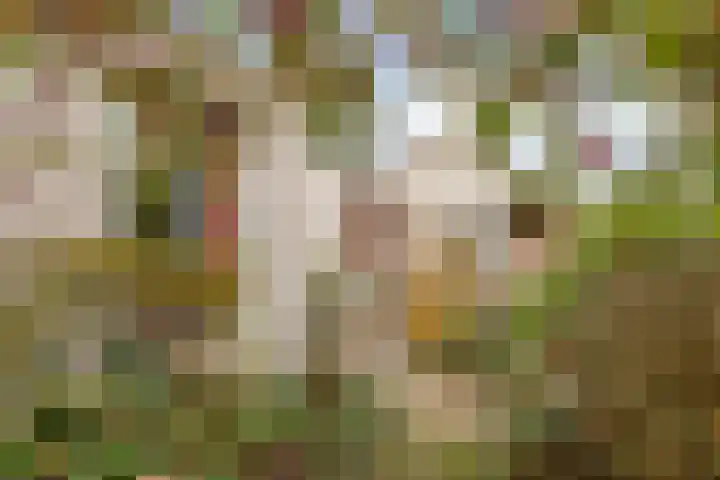 Broekmorgen 34 Uden thumbnail 26