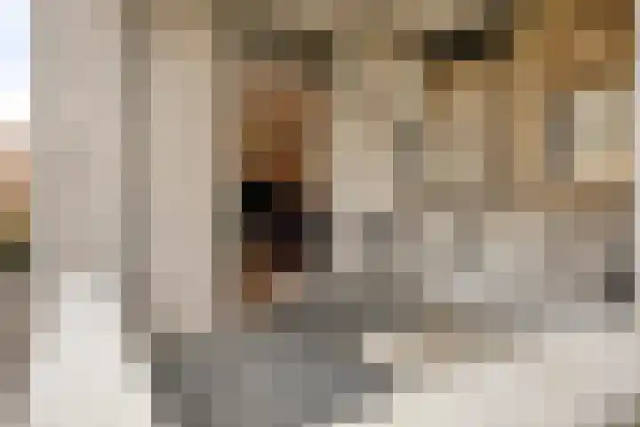 Broekmorgen 83 Uden thumbnail 15