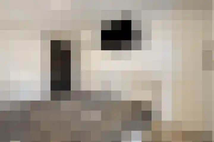 Broekmorgen 83 Uden thumbnail 17