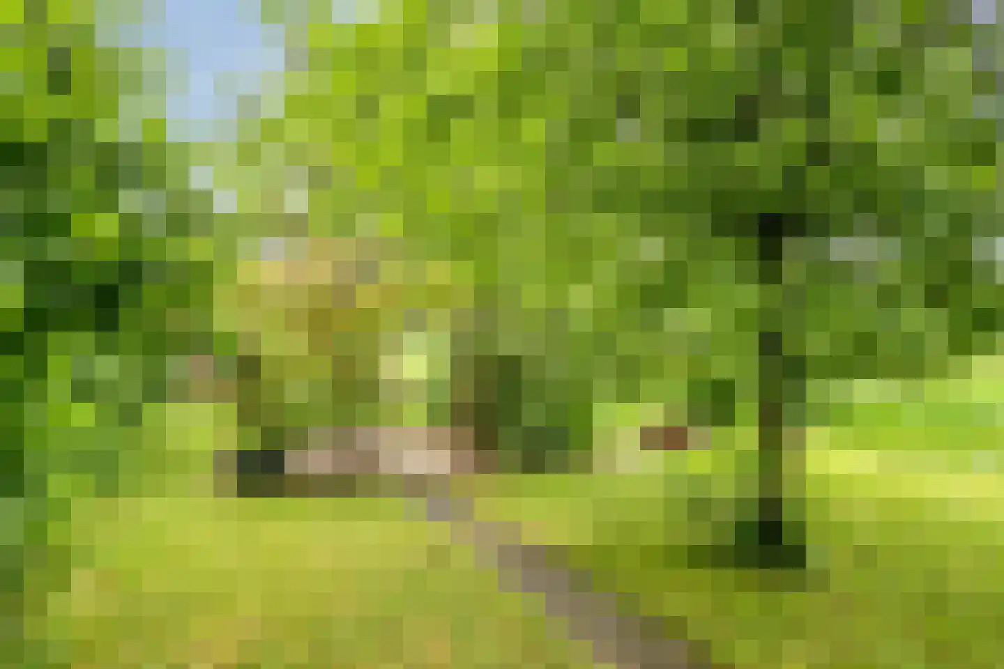 Broeksestraat 61 Babyloniënbroek thumbnail 42