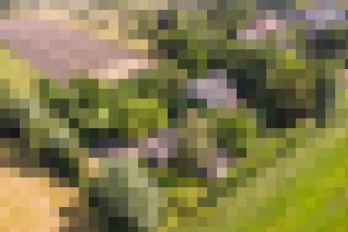 Broekstraat 1 Oeffelt thumbnail 8