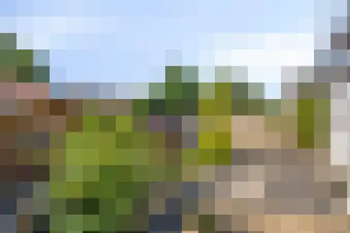 Broekstraat 50 Maasbree thumbnail 30