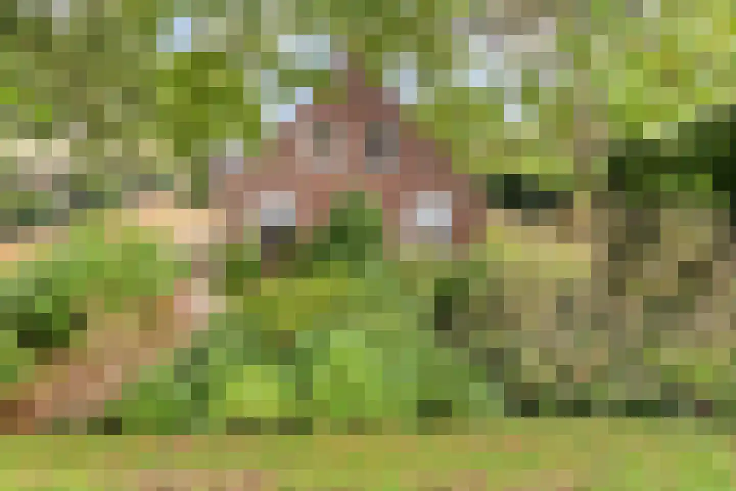 Broekstraat 9 Ven-Zelderheide thumbnail 5