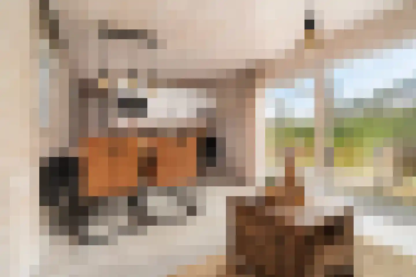 Broenkoel 4 Kerkrade thumbnail 5