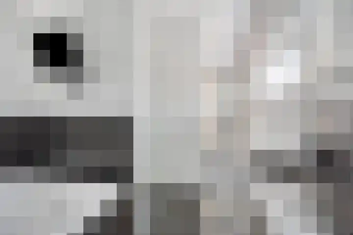 Broenskuil 16 Herten thumbnail 22