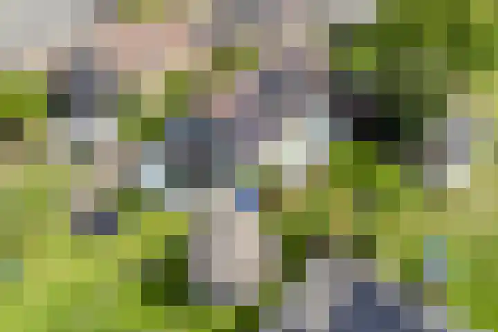 Bromelia 10 Dirksland