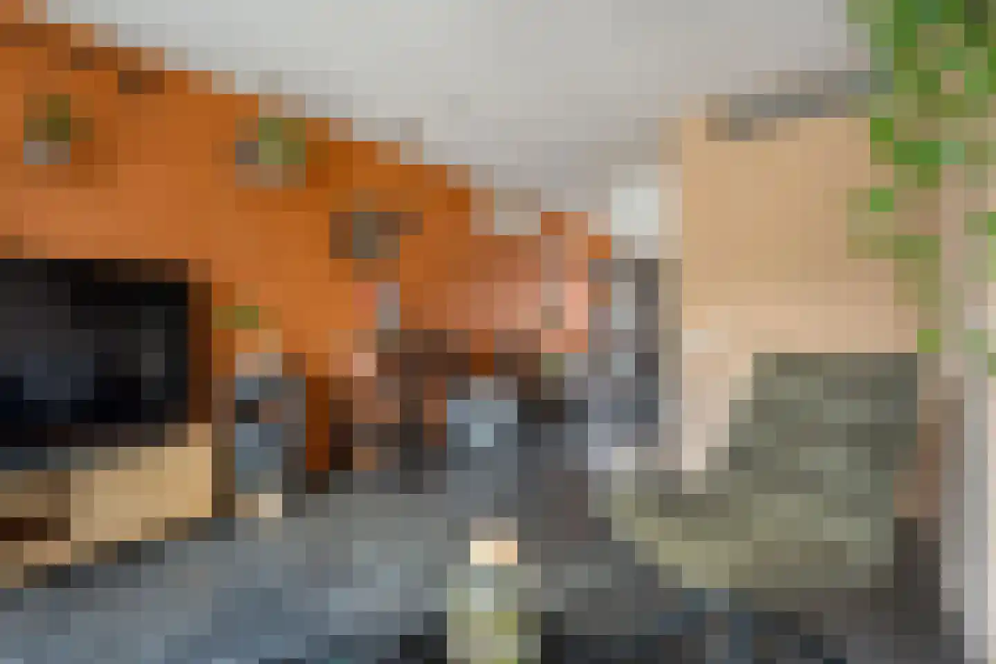 Bronforel 11 Nieuwleusen thumbnail 14