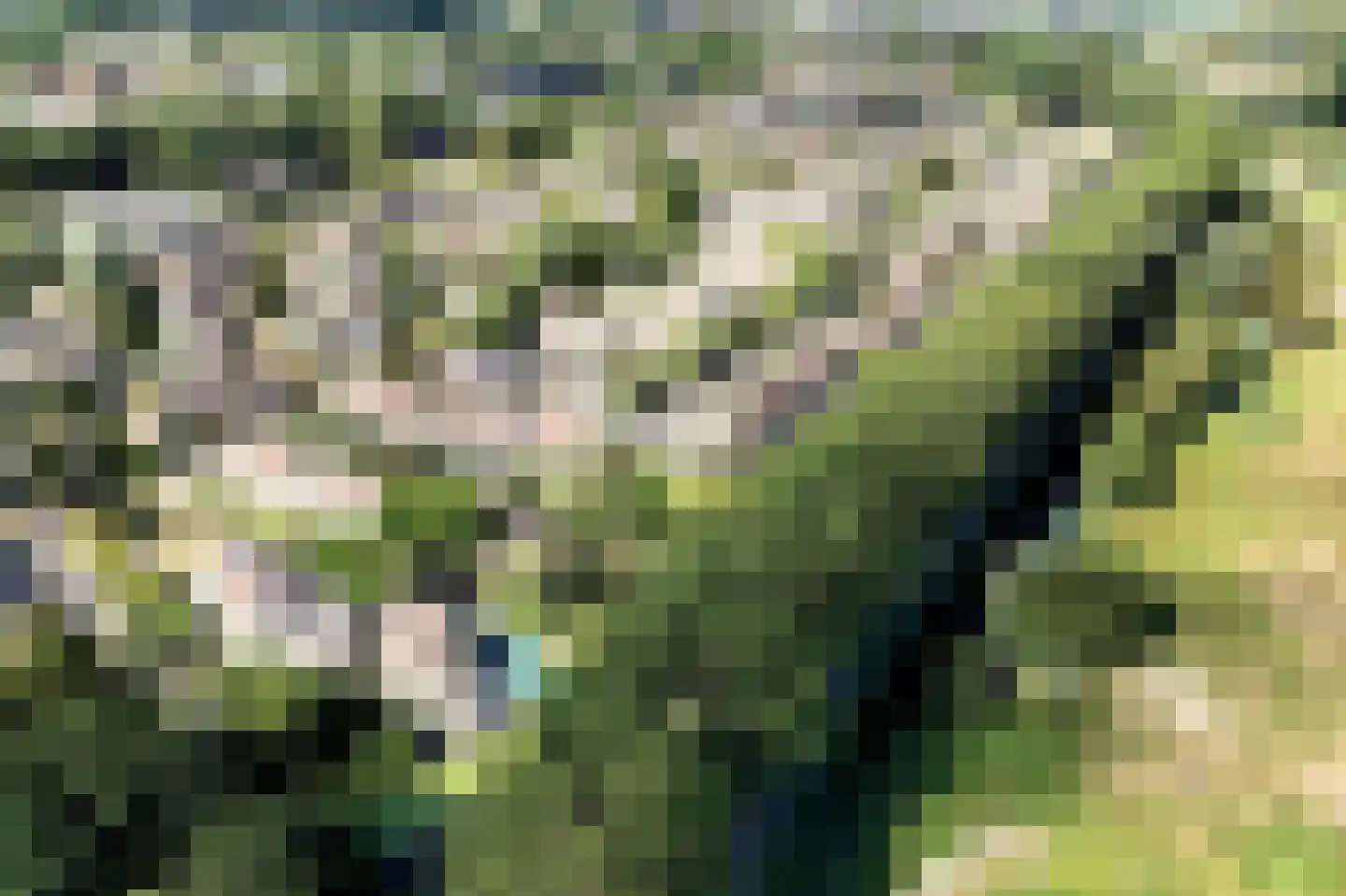 Bronforel 15 Leiden thumbnail 52