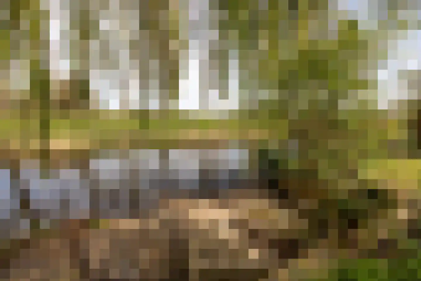 Bronforel 26 Leiden thumbnail 27
