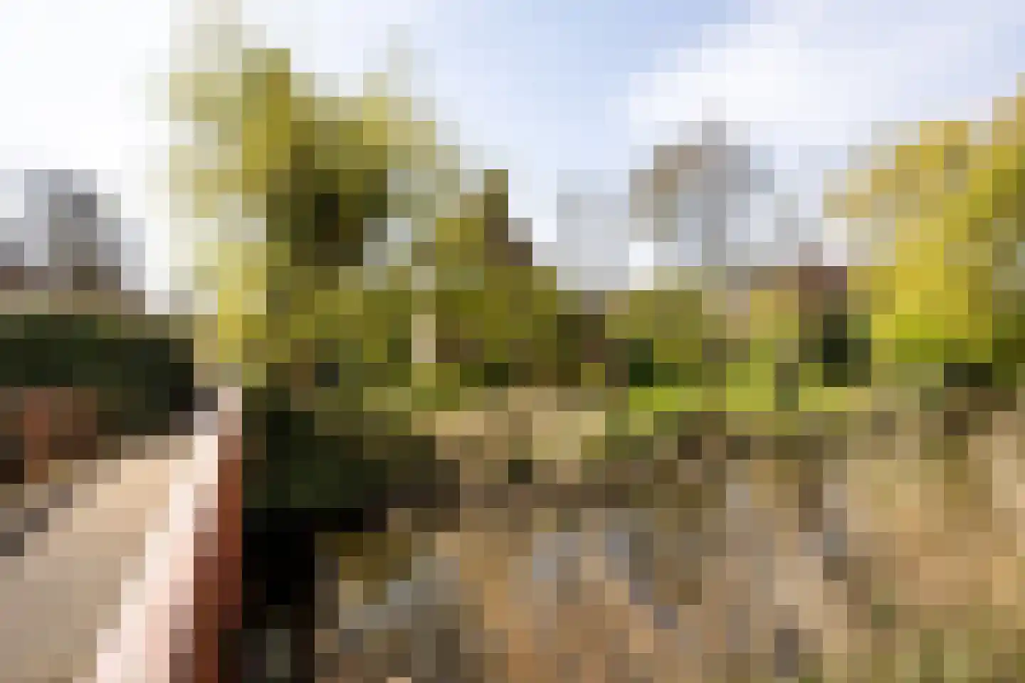 Bronforel 26 Leiden thumbnail 30