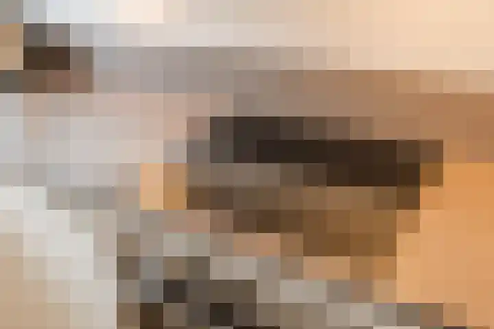 Bronforel 5 Nieuwleusen thumbnail 17