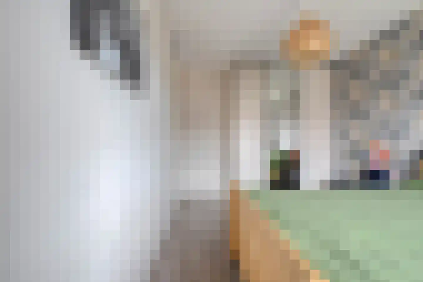 Bronforel 8 Nieuwleusen thumbnail 28
