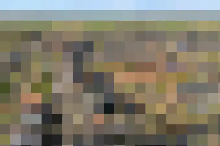 Bronforel 8 Nieuwleusen thumbnail 7