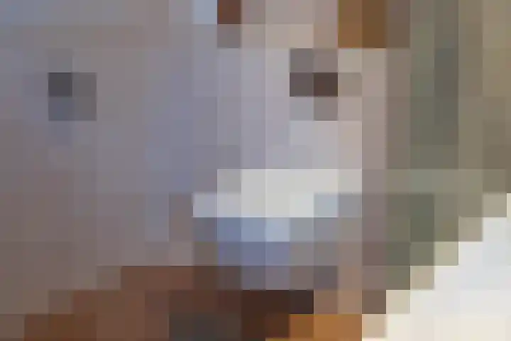 Bronkhorsttoren 2 Buren thumbnail 61