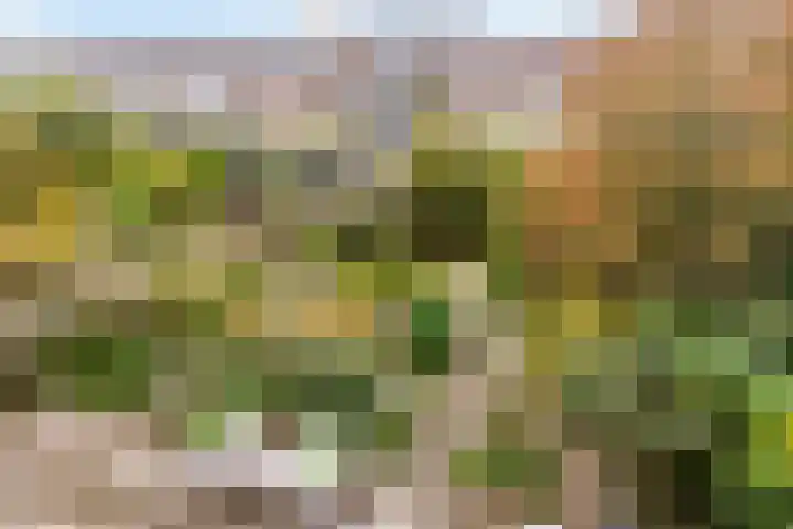Bronmos 25 Reeuwijk thumbnail 34