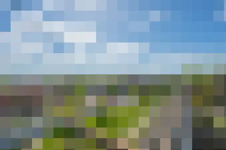 Bronmos 48 Houten thumbnail 32