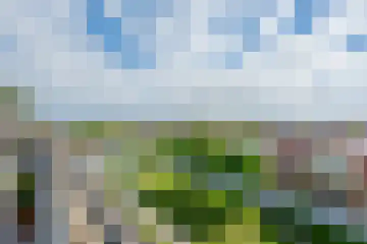 Bronmos 48 Houten thumbnail 33