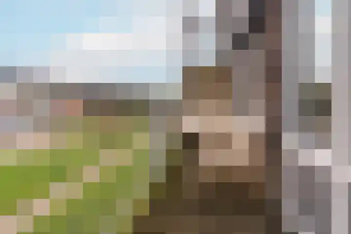 Bronmos 54 Houten thumbnail 25